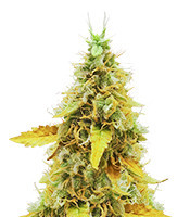 OG's Kush (BlimBurn Seeds) Cannabis-Samen