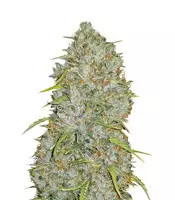 Original Auto Jack Herer (Fast Buds) Cannabis-Samen