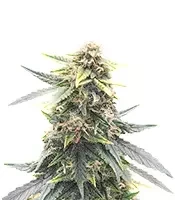 Super Orange Haze Auto feminisierte Samen (Mephisto Genetics)