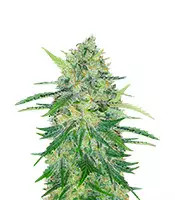 Za-Za OG Samen feminisiert (Herbies Seeds)
