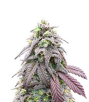 Bay Burger feminisierte Samen (Delicious Seeds)