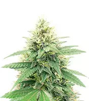 Banana Diesel (Holy Smoke Seeds) Cannabis-Samen