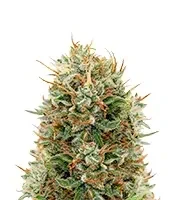Kaia Kush (GHS) Cannabis-Samen