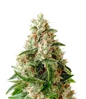 Lemon Skunk (GHS) Cannabis-Samen
