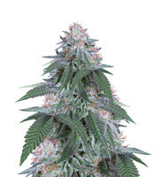 Velvet Octane (Humboldt Seeds Organization) Cannabis-Samen
