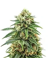 Mendocino Chanel Kush (Medical Seeds) Cannabis-Samen