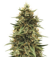 CBD 1:1 Silver Lime Haze Autoflower (Seedstockers)