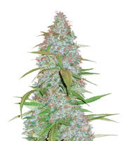 Californian Snow Auto