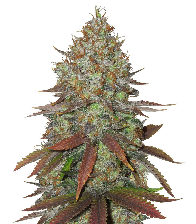 Cinnamon Buddha OG (Humboldt Seeds Organization)