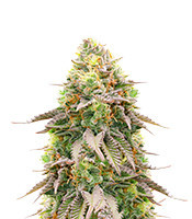 Girl Scout Cookies feminisierte Samen (Barney’s Farm)