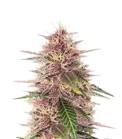 Humboldt Dream feminisierte Samen (Humboldt Seed Company)