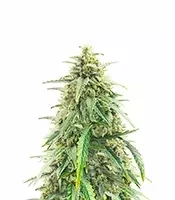 Pineapple Runtz Auto feminisierte Samen (Ethos Genetics)
