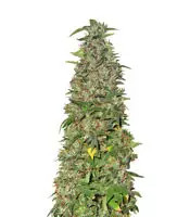 THC Pro (Big Head Seeds) Cannabis-Samen