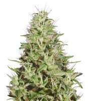 Dogstar Dawg (Big Head Seeds) Cannabis-Samen