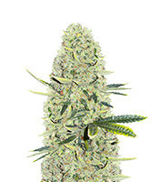 Kali Banner feminisierte Samen (AlphaFem Seeds)