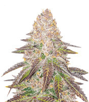 Red Hot Cookies feminisiertes Saatgut (Sweet Seeds)