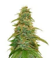 GG#4 Original Glue Auto (Auto Seeds) Cannabis-Samen