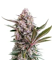 Lemon Tree Auto (Fast Buds)