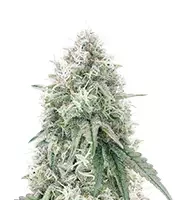 Mac N' Jack R1 feminisierte Samen (Ethos Genetics)
