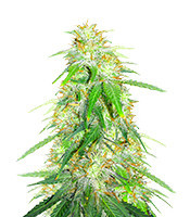 Gelato Glue Autoflower feminisierte Samen (EGS)