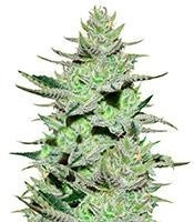 Unknown Kush feminized seeds