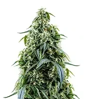 Arjan's Haze #1 (GHS) Cannabis-Samen