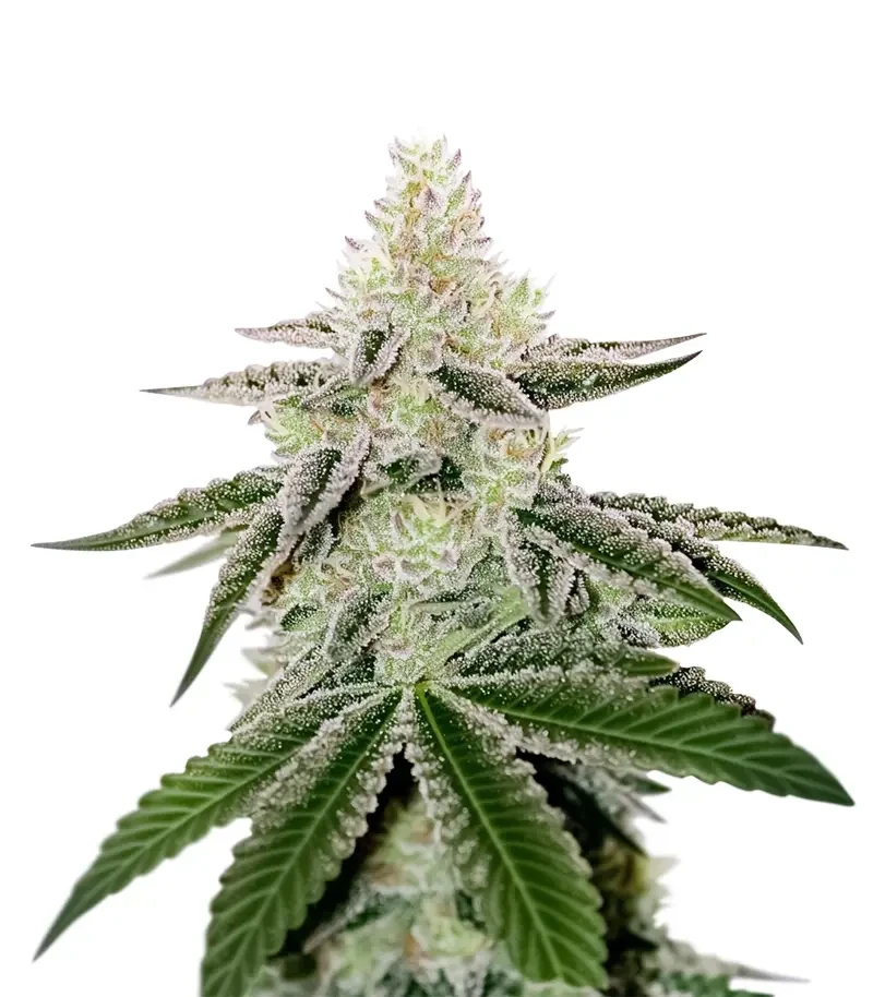 Chama! R1 (Ethos Genetics)
