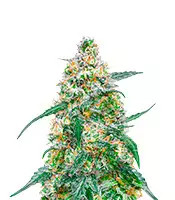 Mimosa (Herbies USA Express)