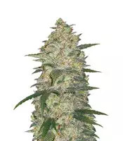 Original Auto White Widow (Fast Buds) Cannabis-Samen