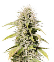 Cookies and Cream Strain