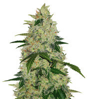 Diesel Auto (G13 Labs) Cannabis-Samen