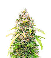 Bruce Banner Fast Version feminisierte Samen (EGS)