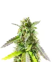 Bahia Black Head (K.C. Brains Seeds) Cannabis-Samen