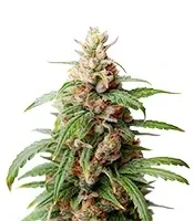 Neville's Rose Auto feminisierte Samen (Delicious Seeds)