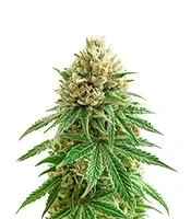 Strawberry AKeil (Serious Seeds) Cannabis-Samen