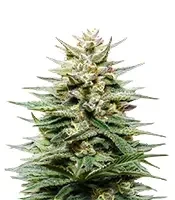 Super Lemon Haze CBD (GHS) Cannabis-Samen