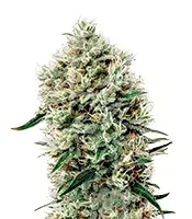 White Rhino (GHS) Cannabis-Samen