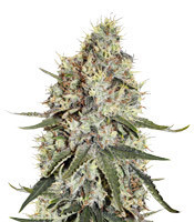 Amnesia (Seedstockers) Cannabis-Samen