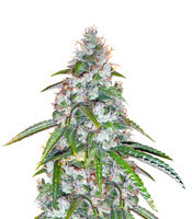 Sour Diesel Regular (Reserva Privada) Cannabis-Samen