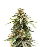 Critical Auto (Xtreme Seeds) Cannabis-Samen