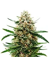 Banana Guava Auto (Fast Buds)