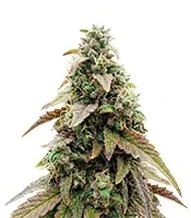 CBD Hammer Shark (CBD Botanic Seeds)