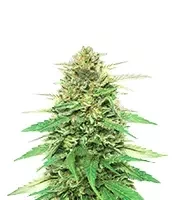 Pineapple Muffin Autoflower feminisierte Samen (Humboldt Seed Company)