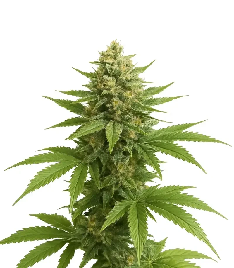 Trippy Sherbert Punch Auto (Big Head Seeds)