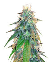 Buzz Light Gear (Dr. Krippling Seeds) Cannabis-Samen