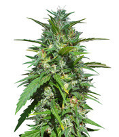 Destroyer Regular (CannaBioGen) Cannabis-Samen