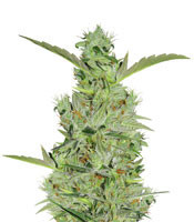 Mango Haze Regular (Mr. Nice Seedbank) Cannabis-Samen