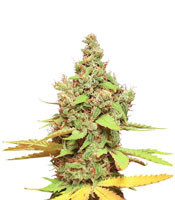 Matanuska Tundra aka Alaskan Thunderfuck (Sagarmatha Seeds) Cannabis-Samen