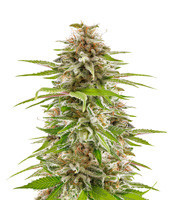 Sherbert Dab (Big Head Seeds) Cannabis-Samen