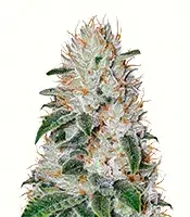 Franco's Lemon Cheese (GHS) Cannabis-Samen